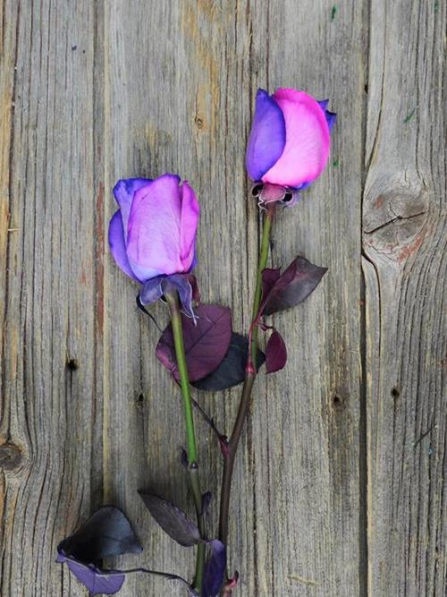 PINK, PURPLE  & WHITE   TINTED ROSES